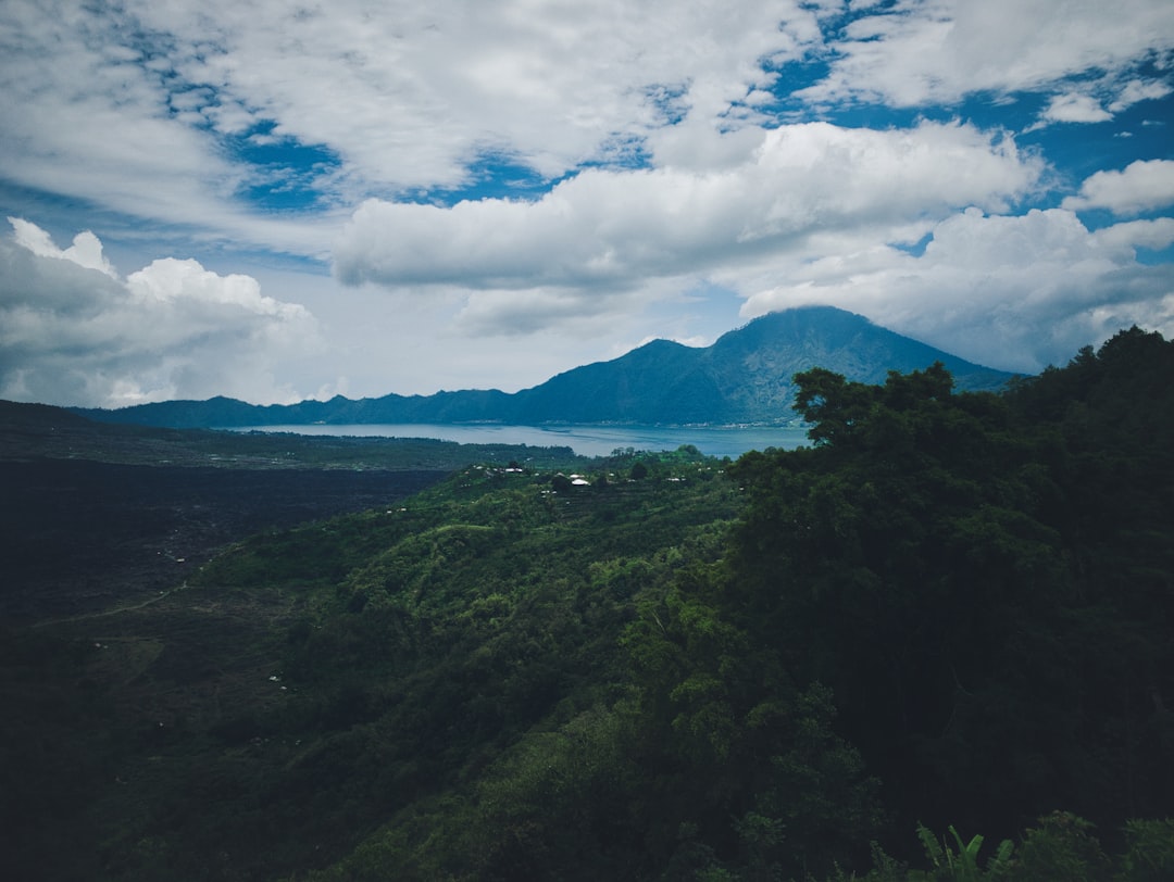 Coffee Plantation View