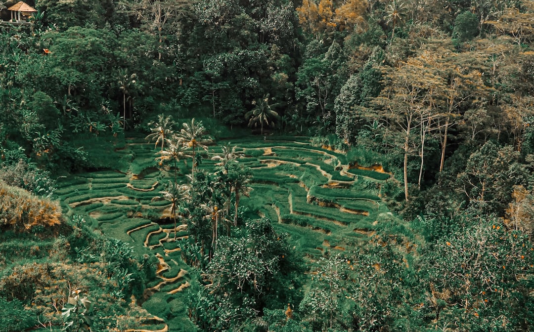 Kintamani Coffee & Ridge View