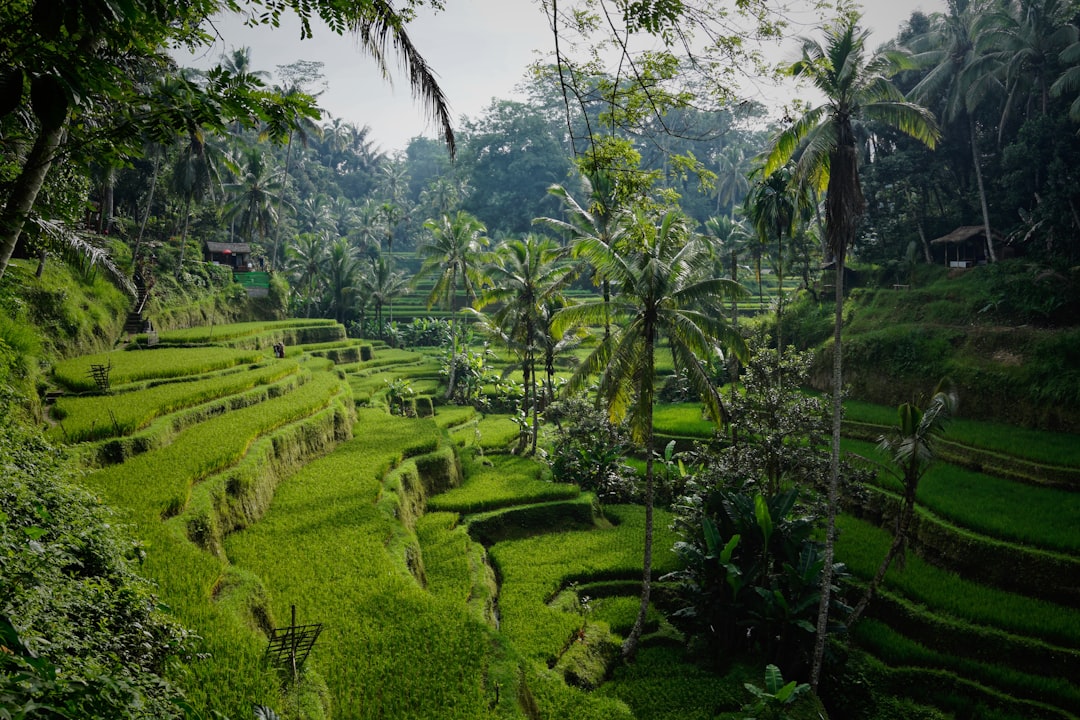 Jatiluwih UNESCO Terrace Aerial