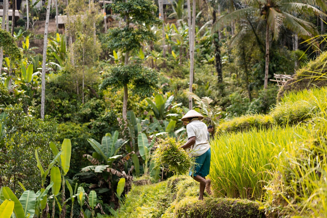 Jungle Edge